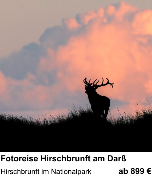 Szenischer Foto-Workshop mit dem Thema Fotoreise Hirschbrunft am Darß: Hirschbrunft im Nationalpark