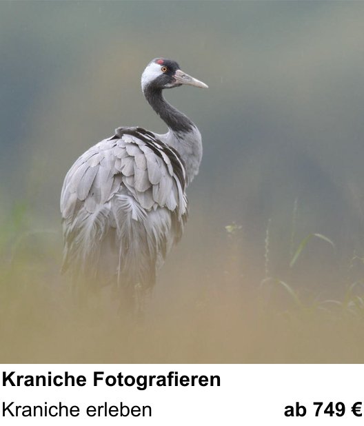 Szenischer Foto-Workshop mit dem Thema Kraniche Fotografieren: Kraniche erleben
