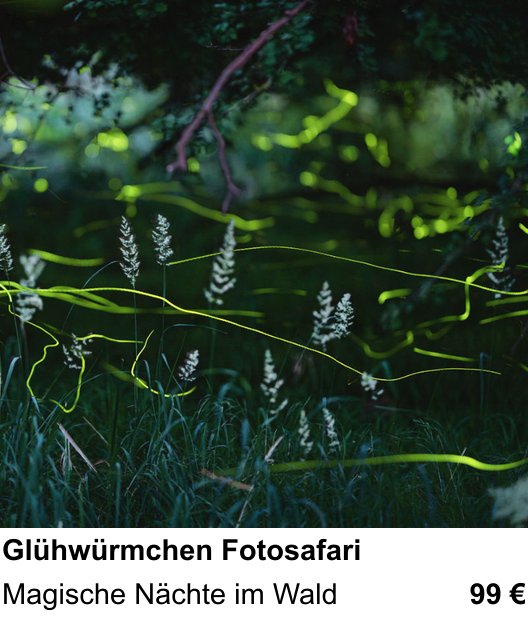 Szenischer Foto-Workshop mit dem Thema Glühwürmchen Fotosafari: Magische Nächte im Wald