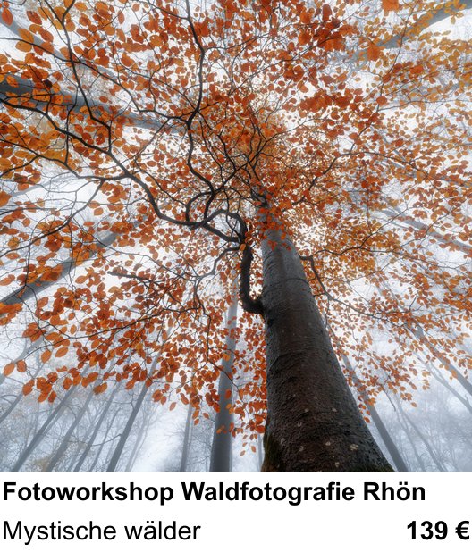 Szenischer Foto-Workshop mit dem Thema Fotoworkshop Waldfotografie Rhön: Mystische wälder
