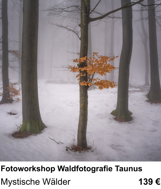 Szenischer Foto-Workshop mit dem Thema Fotoworkshop Waldfotografie Taunus: Mystische Wälder