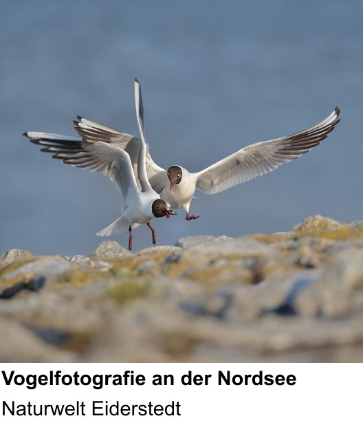 Szenischer Foto-Workshop mit dem Thema Naturfotografie an der Nordseeküste: Naturwelt Eiderstedt