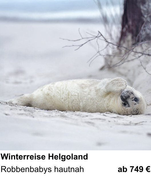 Szenischer Foto-Workshop mit dem Thema Robbenbabys im Helgoländer Winter: Robbenbabys hautnah
