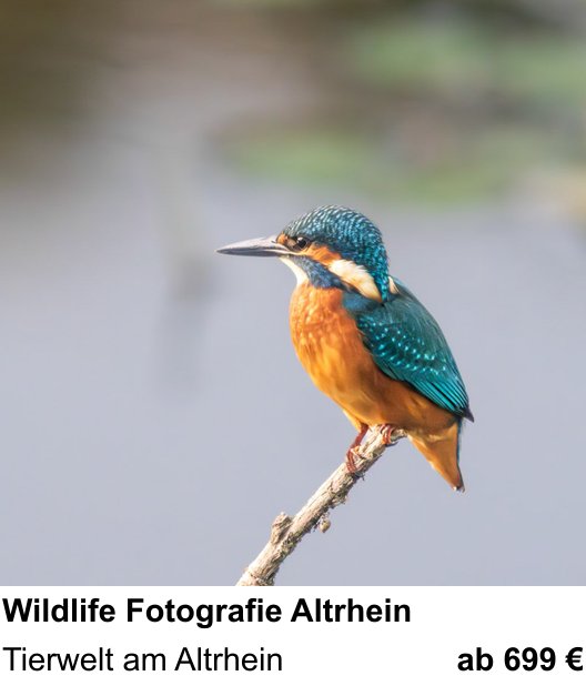 Szenischer Foto-Workshop mit dem Thema Wildlife Fotografie Altrhein: Tierwelt am Altrhein