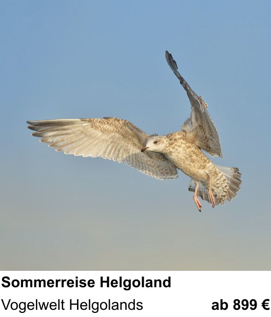 Szenischer Foto-Workshop mit dem Thema Helgoländer Vogelwelt im Sommer: Vogelwelt Helgolands