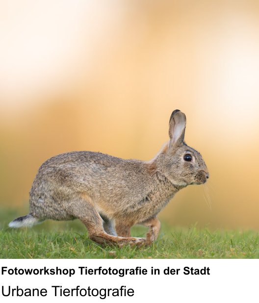 Neue Perspektiven im Fotoworkshop Wien: Fotoworkshop Tierfotografie in der Stadt