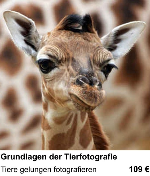 Neue Perspektiven im Fotoworkshop Wien: Grundlagen der Tierfotografie