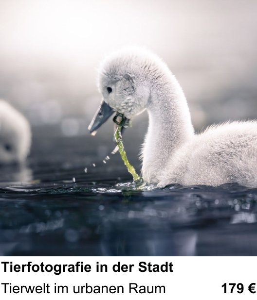 Neue Perspektiven im Fotoworkshop Wien: Tierfotografie in der Stadt