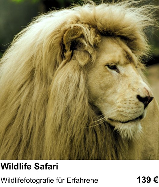 Neue Perspektiven im Fotoworkshop Wien: Wildlife Safari